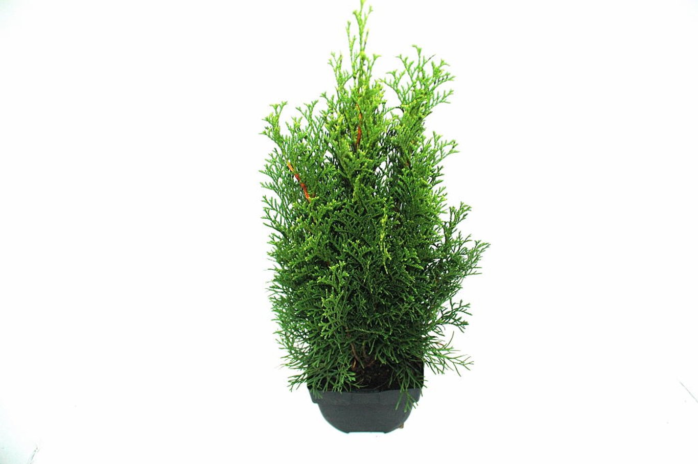 Thuja occ. 'Smaragd' - C2 45-50 CM